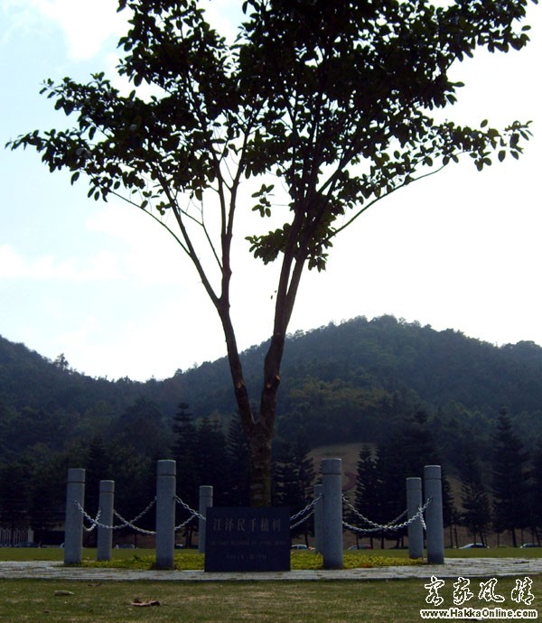 江泽民手植树位于景点中心