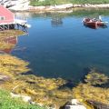 世上最漂亮的小村-Peggy's Cove