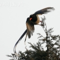 红嘴蓝鹊