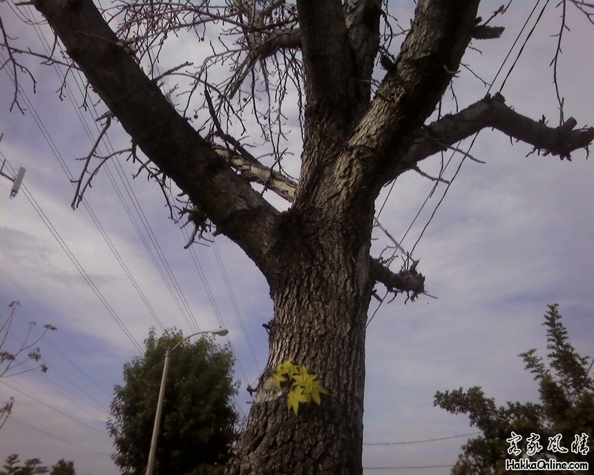 树 2011年3月6日.jpg