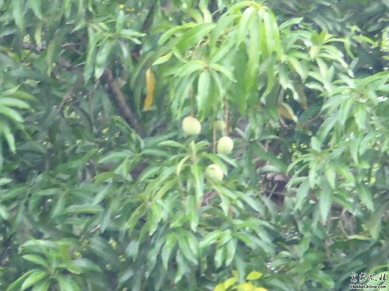 九皇爷庙的芒果树