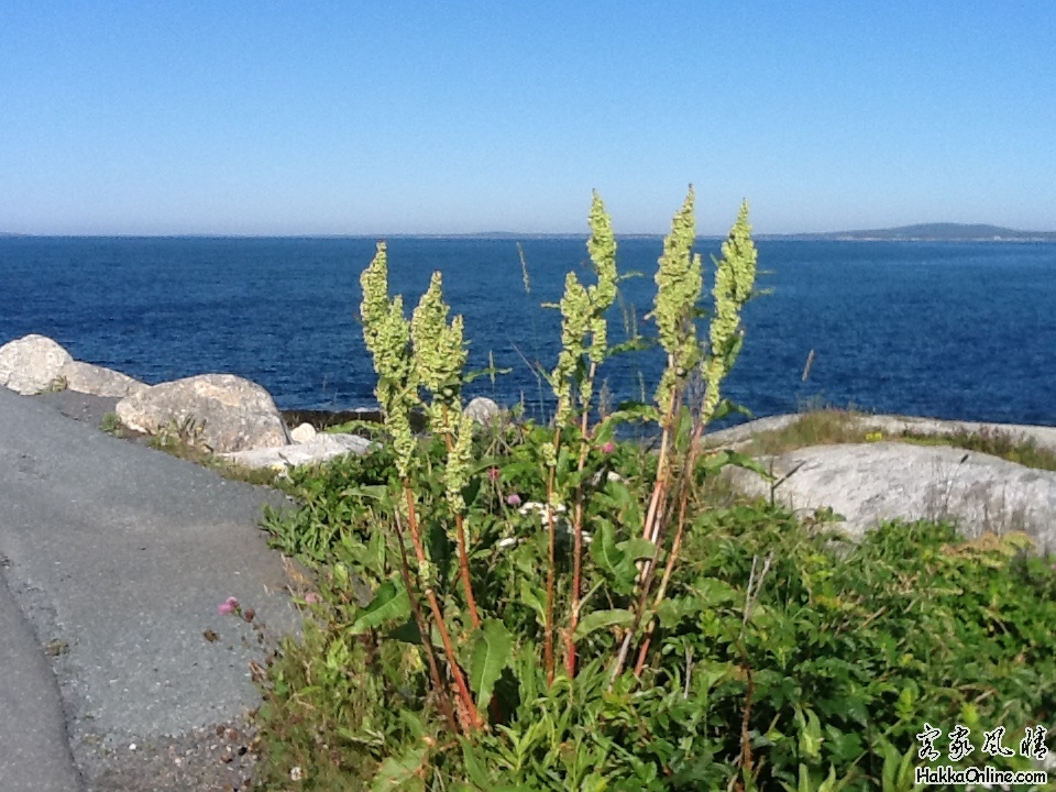 世上最漂亮的小村-Peggy's Cove5