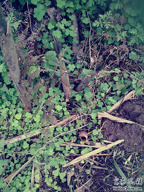 2013-03-25 15.32.47_副本.jpg