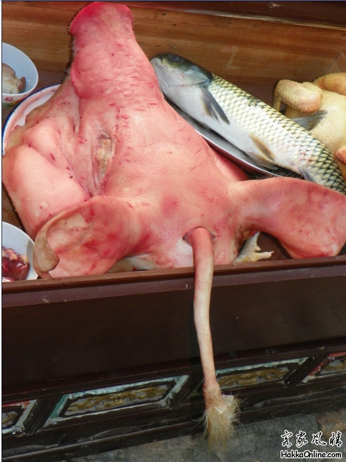 猪头鱼身的图片图片