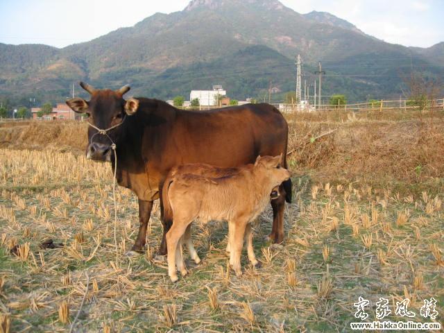 客家山水