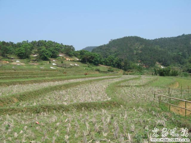 山坑田