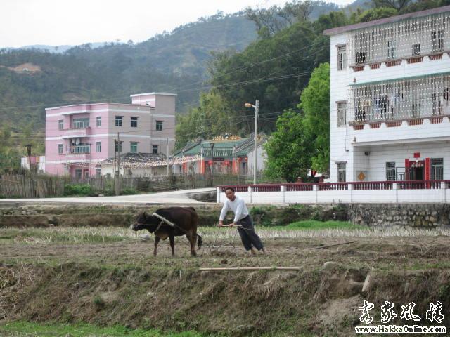 农民照样住洋楼