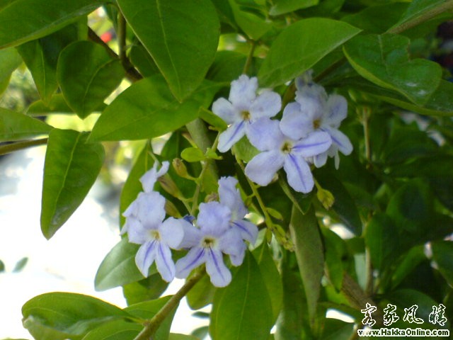 天台花开 (5).JPG