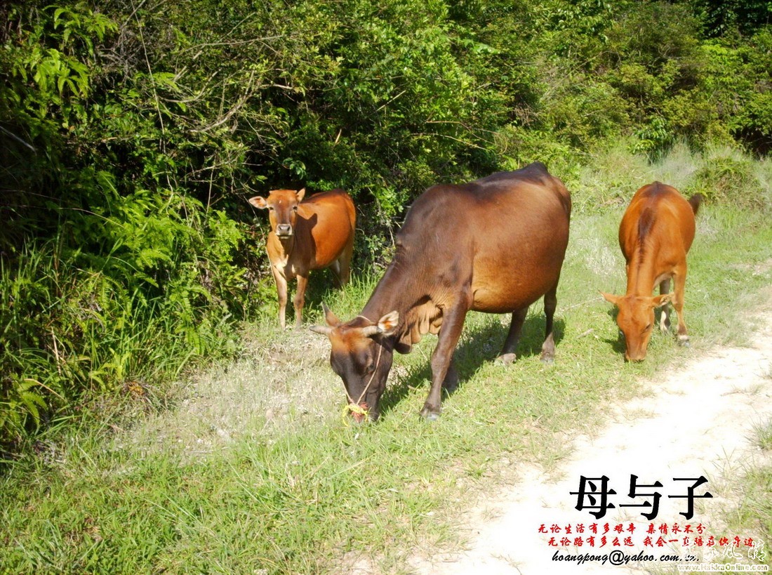 俺村比较穷,耕田基本靠牛.....