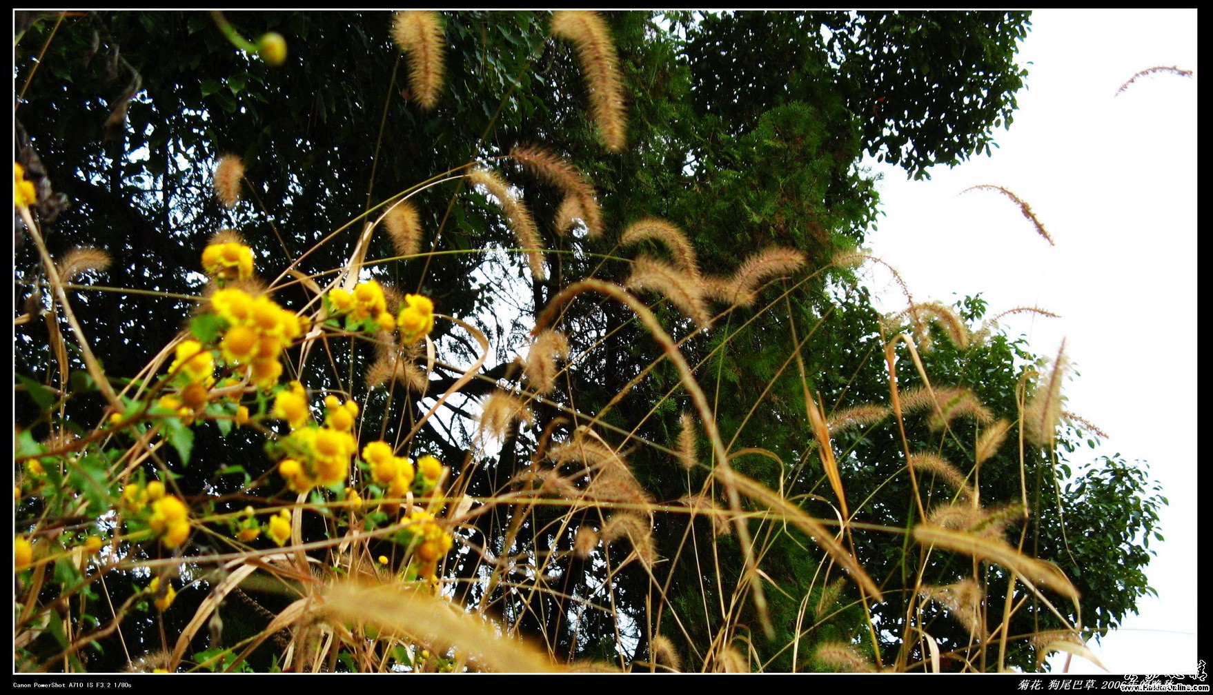 菊花.狗尾巴草.2006年的晚秋..