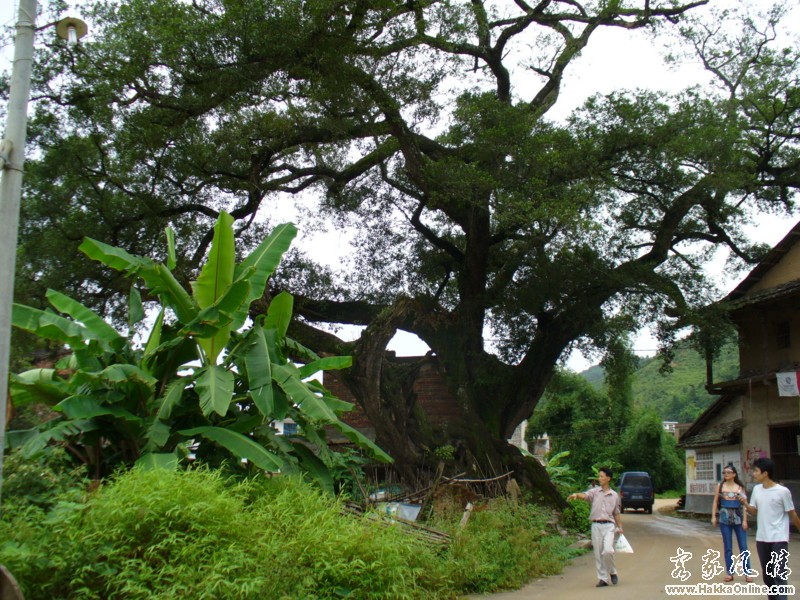 东洋