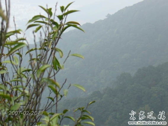 梧桐山风景