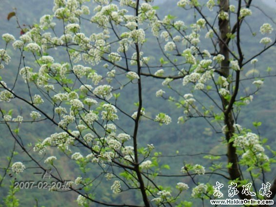 糖莉花