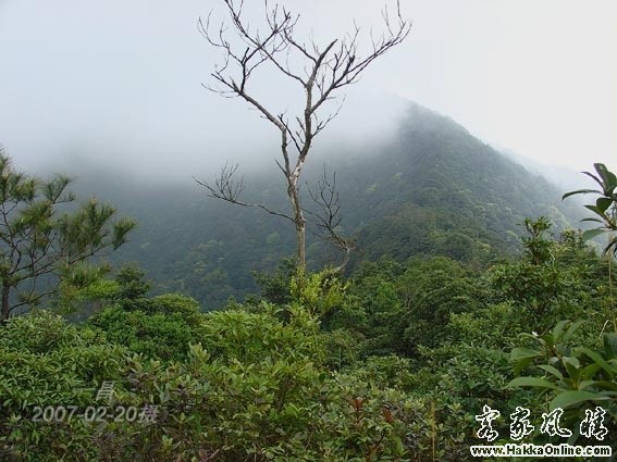 梧桐山风景