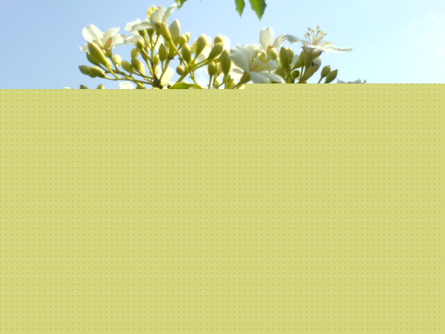 油桐花 015.jpg