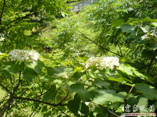 油桐花 017.jpg