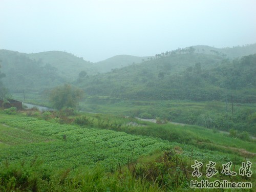 田间景色