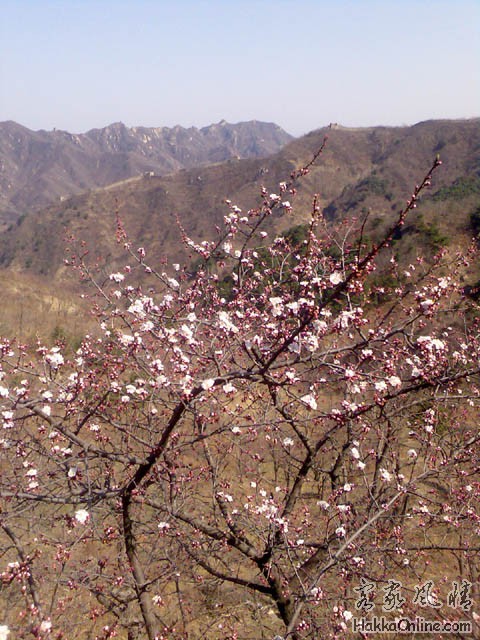 桃花开