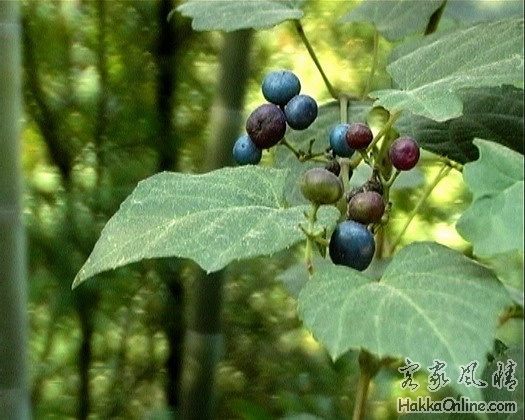 野葡萄