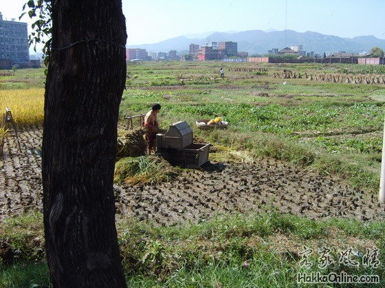 1135郊区，村民在收割晚稻.jpg
