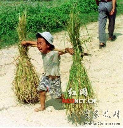 荷秆稐哩.jpg