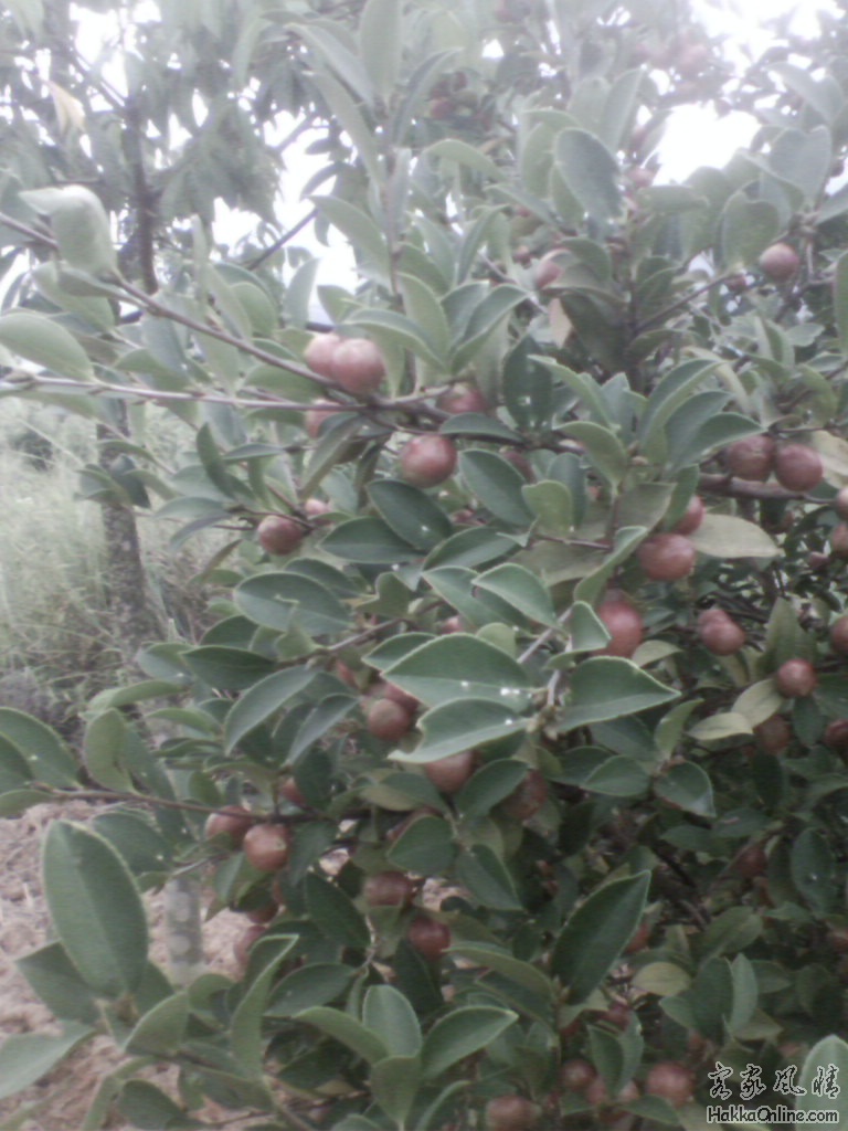 img00548.jpg
