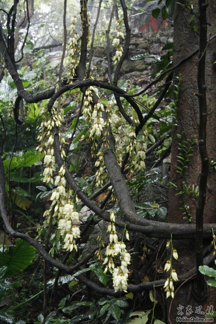 新会白色禾雀花.jpg