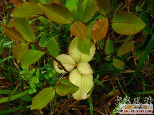 20080609_9d1608d64661b9eead2bdyZCigrGA0H9.jpg