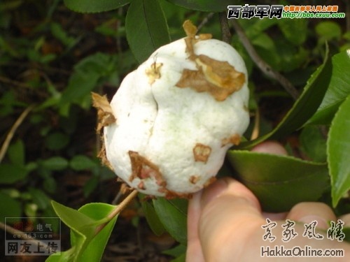 20080609_a561719bd36fb10cd873ovAYeeggVXkq.jpg