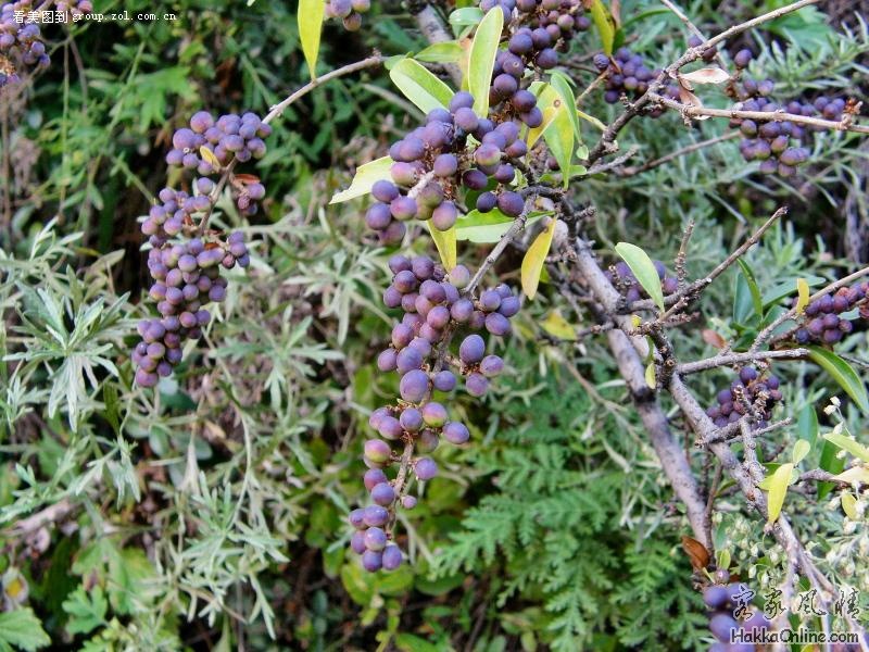 20080609_3a752772098500b1d77cNzYGcoP9nED3.jpg