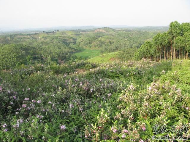 调整大小 稔子花开 (2).jpg