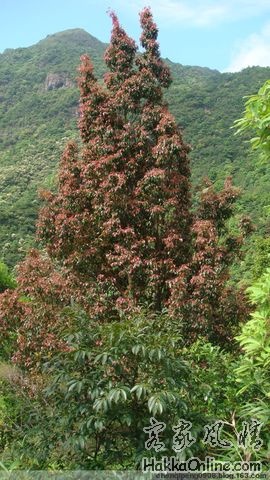 珍稀植物五列木