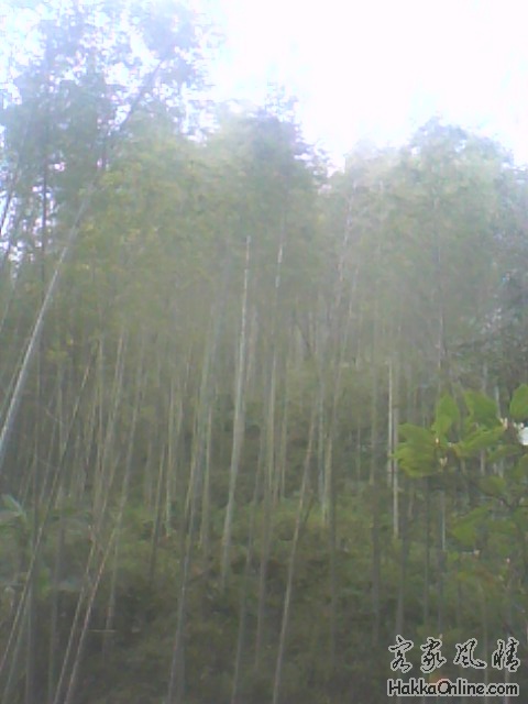 IMG0419A.jpg
