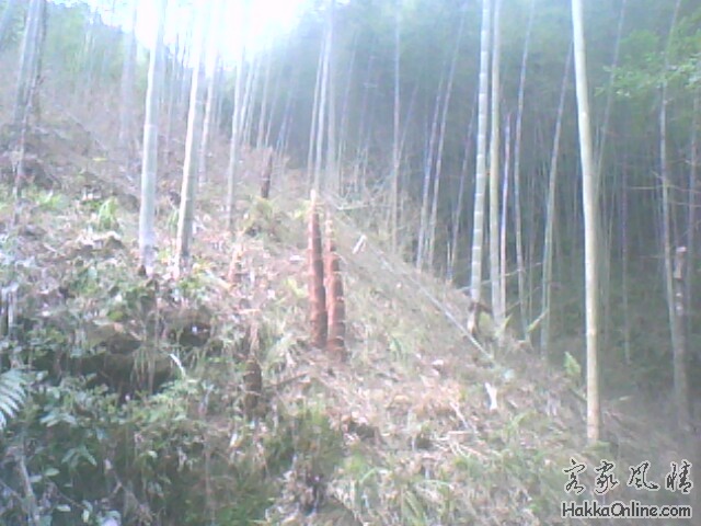 IMG0421A.jpg