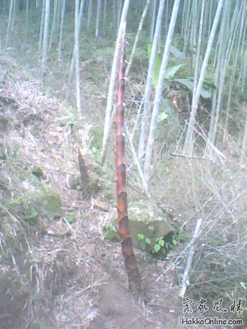 IMG0420A.jpg