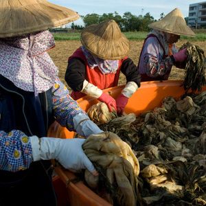 苗栗公館客家福菜文化節登場