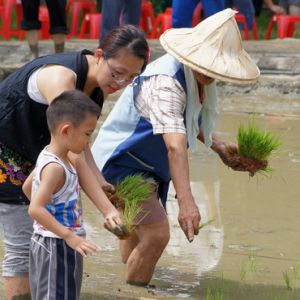 台北市客家文化主題公園千人體驗插秧